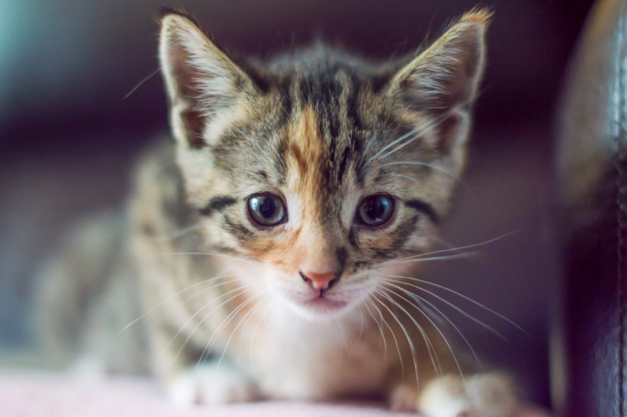 About to pounce