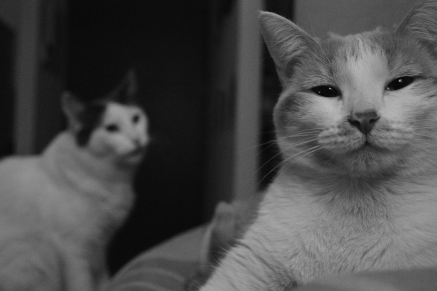 Attitude