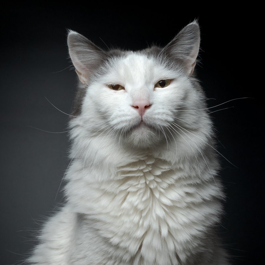 Cats